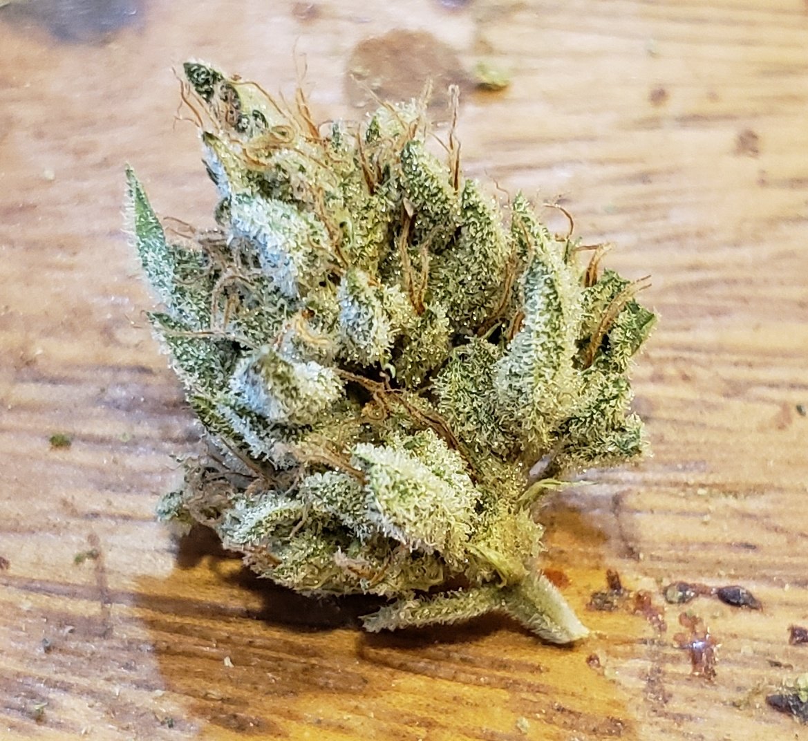 Breeder Steve tweet media