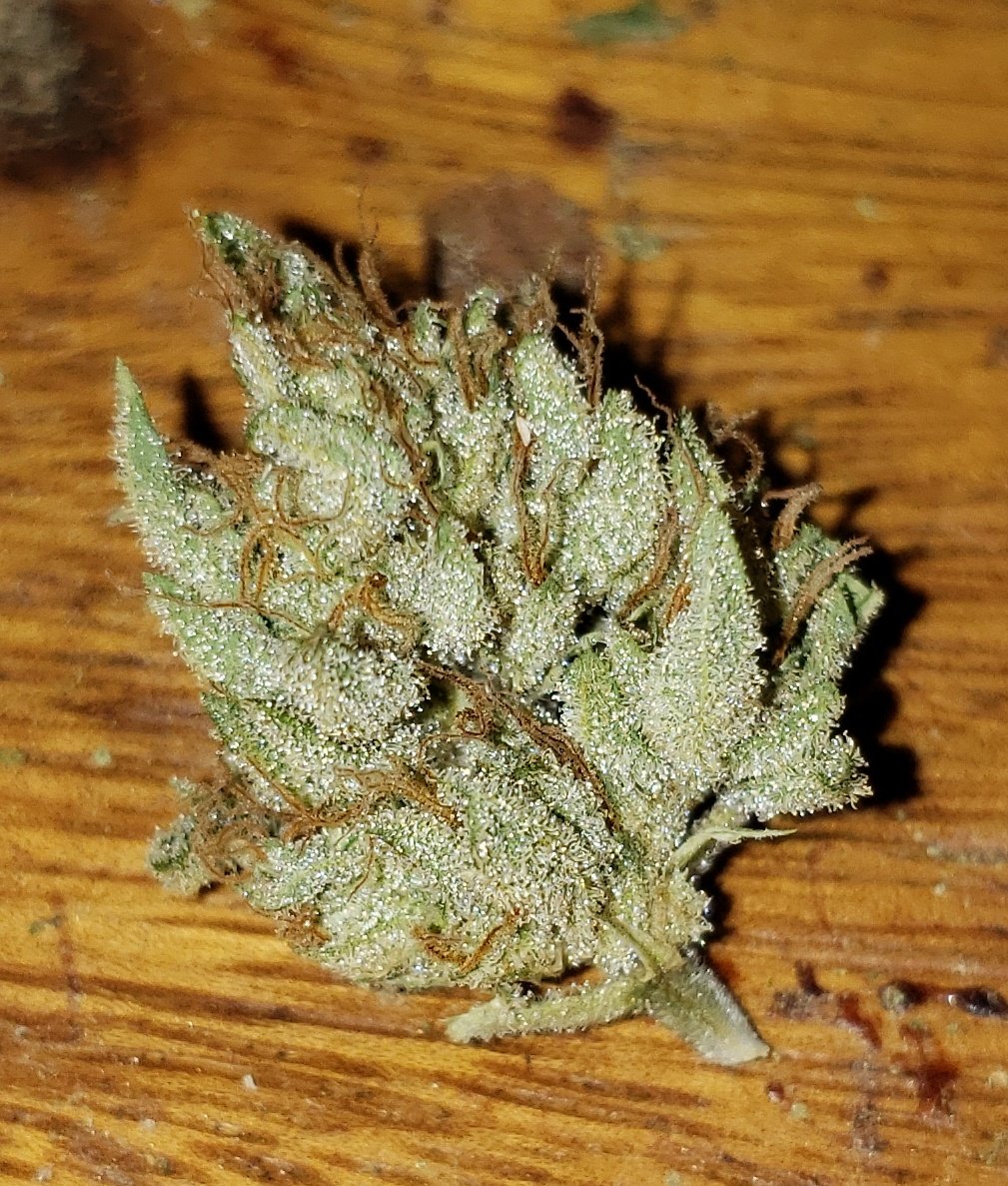 Breeder Steve tweet media