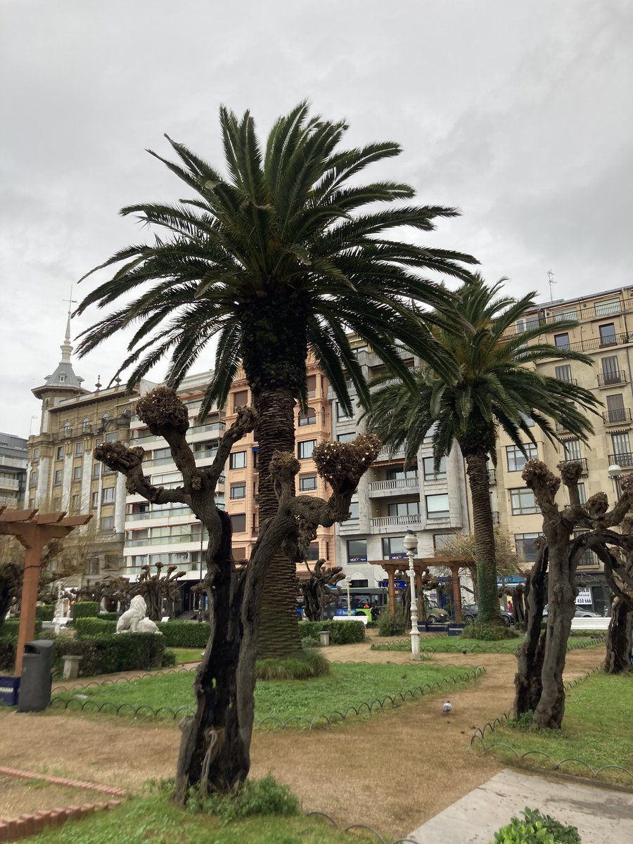 decombiregeling's tweet photo. Nog eentje dan: San Sebastian the day after. #rsopsv #awaydays #winterslaap https://t.co/XuBjfgweq2