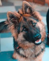 WowSuperDeals's tweet photo. Oops !  Almost Got Away with It!  *https://t.co/YhHFGMRysU *Affiliate Link #BabyPacifier #GermanShephard #CuteDog #FunnyVideo #CuteDogVideo #GermanShephardPuppy https://t.co/Ir4dFbwUaS