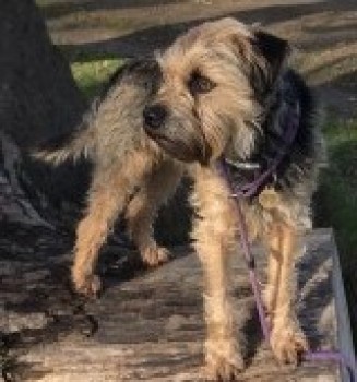 BTWelfare's tweet image. ‼️ #LOST #BorderTerrier BERTIE ‼️ #BTPosse @Bertie_the_BT
Adult, M(n), Blue &amp;amp; Tan
Please share everyone everywhere
#LOSTDOG 10/12/21
Englefield Estate Woods btwn #Silchester &amp;amp; #mortimerwestend #RG7 #SouthEast 
Wearing a green flashing collar
via @DogLostUK
doglost.co.uk/dog-blog.php?d…