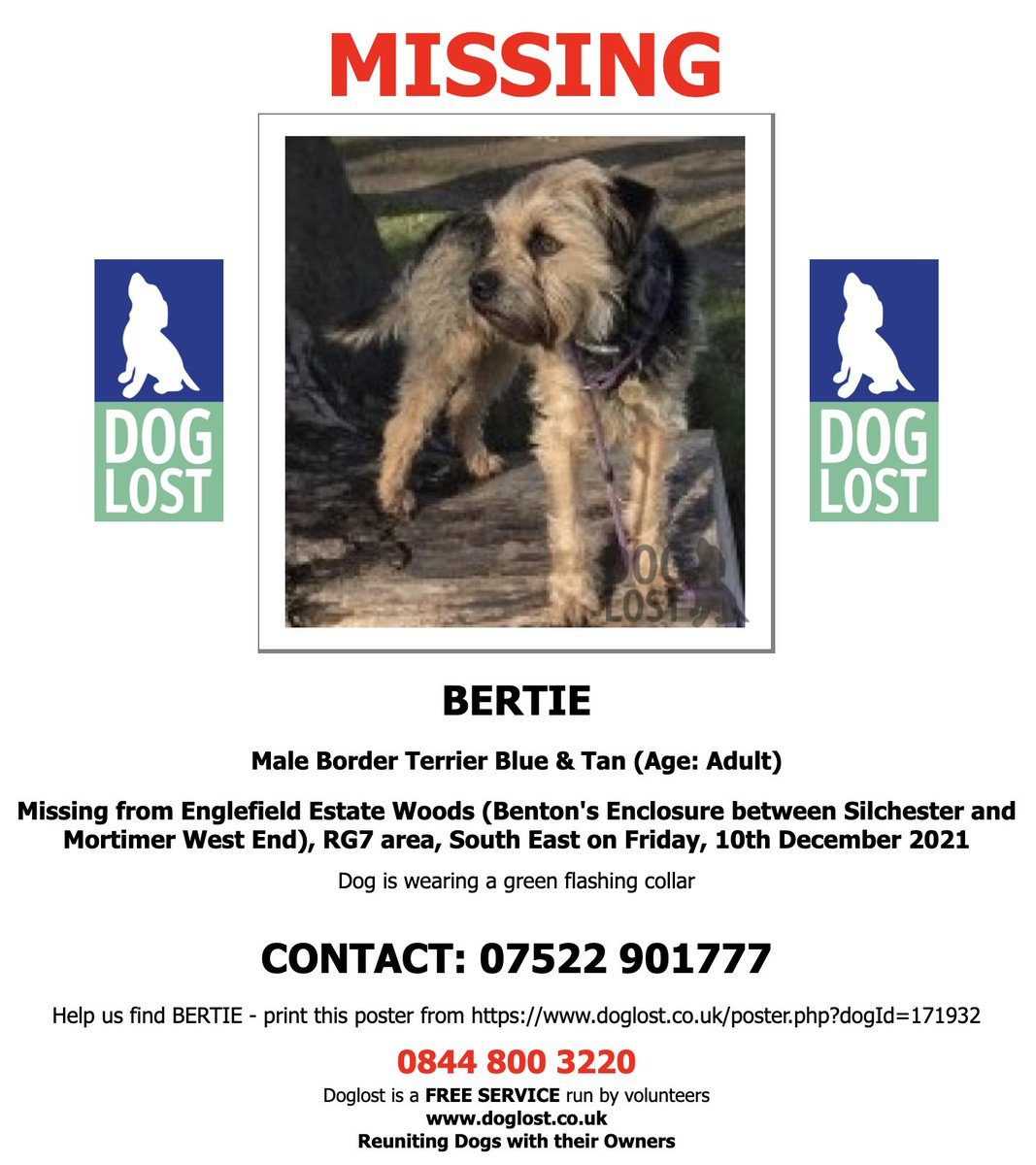 BTWelfare's tweet image. ‼️ #LOST #BorderTerrier BERTIE ‼️ #BTPosse @Bertie_the_BT
Adult, M(n), Blue &amp;amp; Tan
Please share everyone everywhere
#LOSTDOG 10/12/21
Englefield Estate Woods btwn #Silchester &amp;amp; #mortimerwestend #RG7 #SouthEast 
Wearing a green flashing collar
via @DogLostUK
doglost.co.uk/dog-blog.php?d…
