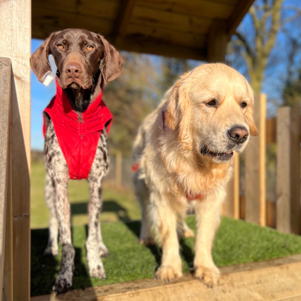 FraserGRMcD's tweet photo. Fun times ๐ฅฐโค๏ธ๐พ #DDCrocks #meandmyboyz #sticksforlife #goldenboyz #doubletrouble #dogsoftwitter #doggo #puppy https://t.co/86BRklYK9B