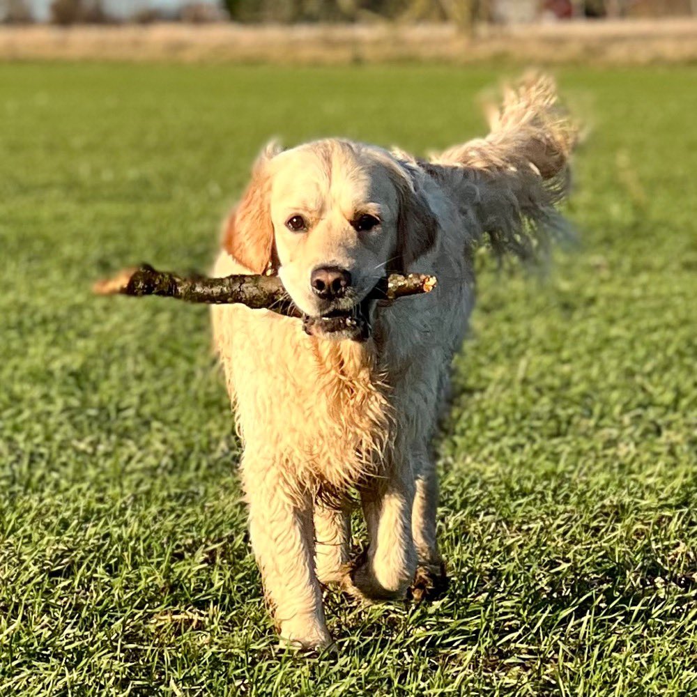 FraserGRMcD's tweet photo. Fun times ๐ฅฐโค๏ธ๐พ #DDCrocks #meandmyboyz #sticksforlife #goldenboyz #doubletrouble #dogsoftwitter #doggo #puppy https://t.co/86BRklYK9B
