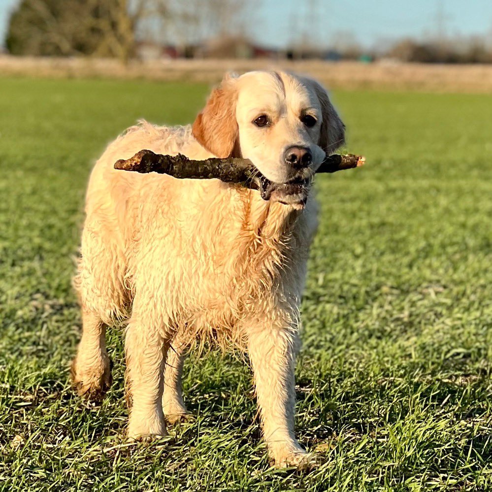 FraserGRMcD's tweet photo. Fun times ๐ฅฐโค๏ธ๐พ #DDCrocks #meandmyboyz #sticksforlife #goldenboyz #doubletrouble #dogsoftwitter #doggo #puppy https://t.co/86BRklYK9B
