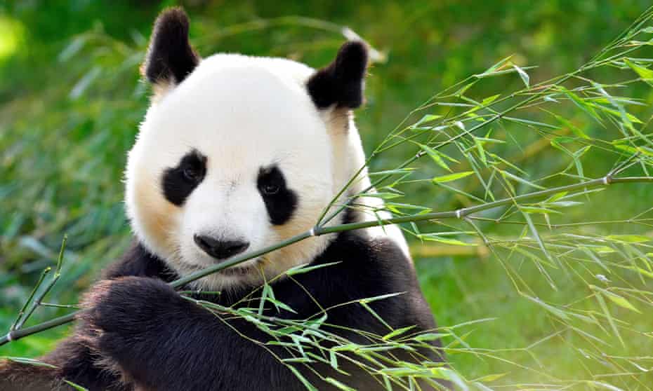 JLS_Longview's tweet image. Fun Fact Friday ✏️

Did you know an adult panda can spend up to 12 hours a day eating, and in order to fulfill their dietary needs, they need to eat at least 28 pounds of bamboo. How crazy!
