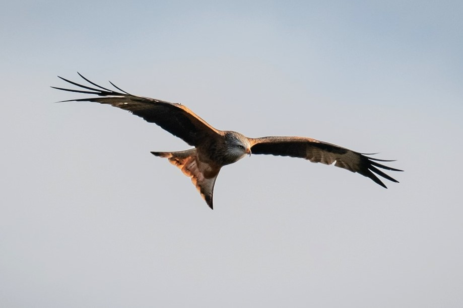 An eyeball view of this Red Kite (pic by Russell Sherriff) was the highlight from the visitors centre 2day
Also: Dartford Warbler, 4 Marsh Harrier, Buzzard, Peregrine, 26 Avocet, 127 Snipe, Ruff, 2 Raven, 2 Bearded Tit, 60 Fieldfare, 8 Redwing, Water &amp; Rock Pipit amongst others