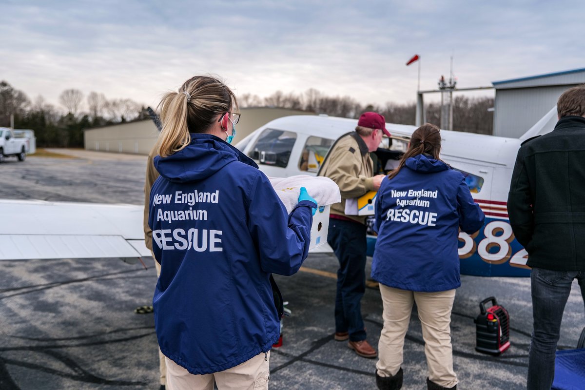 Today, 79 rehabilitated #SeaTurtles were flown to facilities in NY, NJ &amp; FL to continue their recovery! With lots of cold-stunned turtles stranding on Cape Cod, the transport makes room for new arrivals to our Sea Turtle Hospital. There, our team has cared for nearly 400 so far!