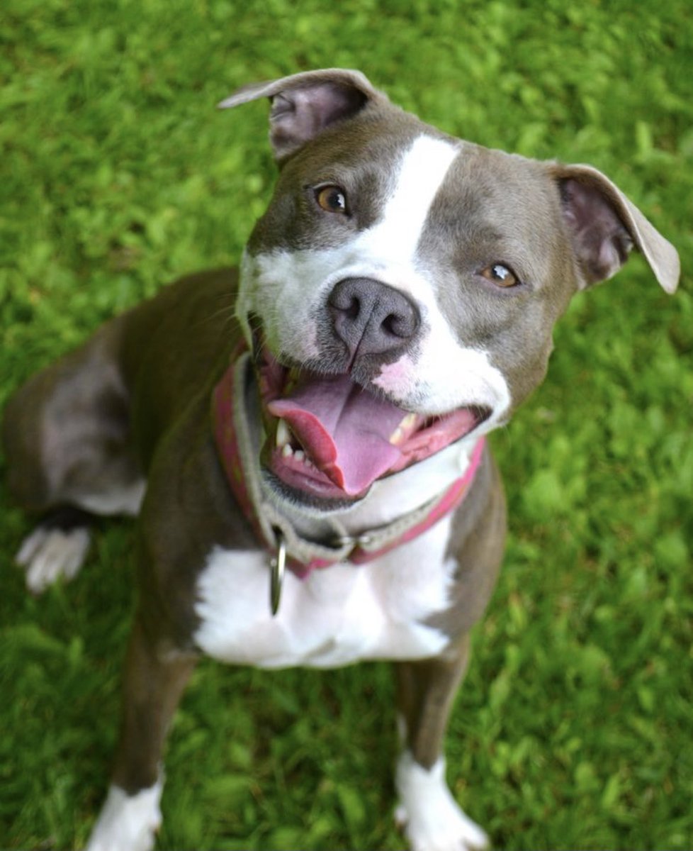 DogBesties's tweet photo. Heres a Friday fun fact! Pit bulls are NOT actually a dog breed. The term actually refers to a variety of breeds. And believe it or not,#Pitbuls were not bread as guard dogs. They were too friendly! #friendlydogs @pitbulsoul @dog_feelings https://t.co/u6htz3lUSR https://t.co/jF3uAQKe7h