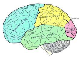MusclesinLakeO's tweet photo. Is your brain strong?? - https://t.co/gkx6RnoPdU https://t.co/JH5GzdS7BY