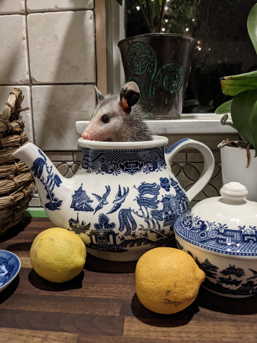 PossumEveryHour's tweet image. 