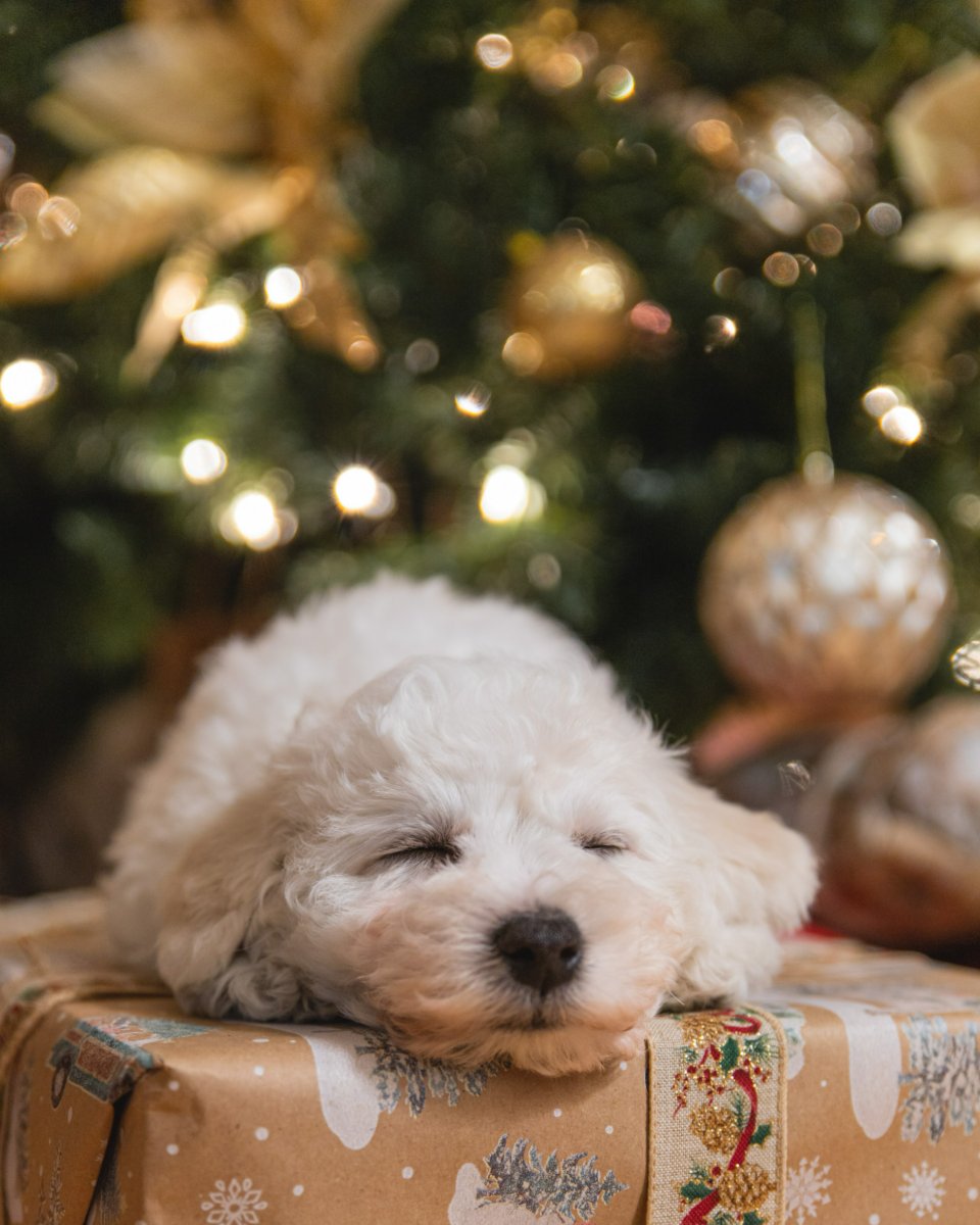for_veterinary's tweet photo. Fun fact: 70% of people sign their dog’s name on their holiday cards. #WeLoveOurPatients❤️#4TheAnimalsVetClinic https://t.co/UPMvpJr9vN
