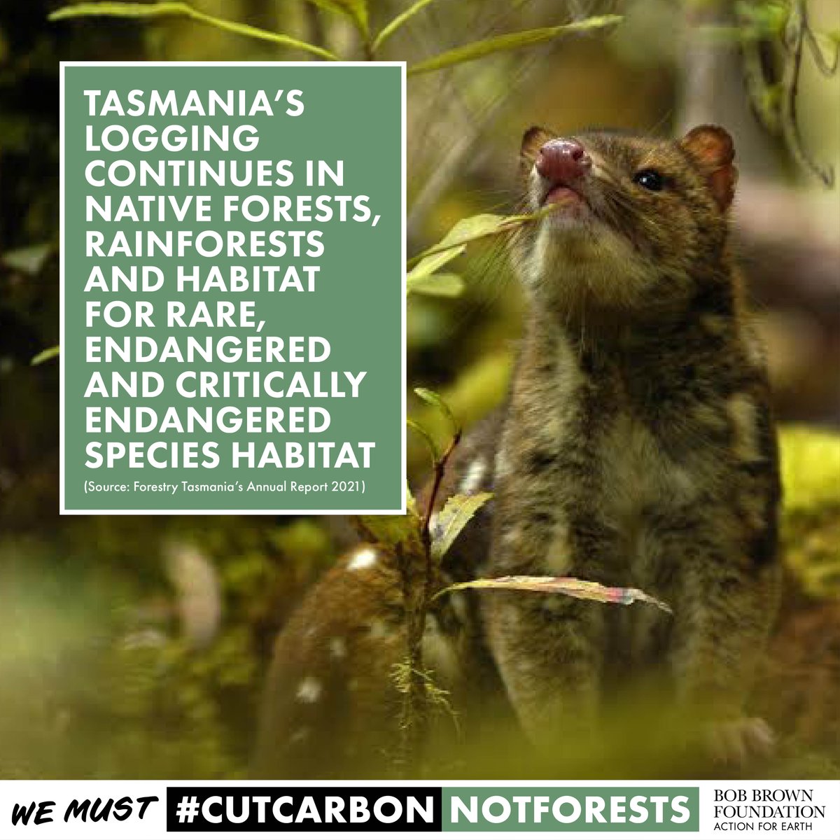 BobBrownFndn's tweet photo. Forestry Tasmania is still not sustainable.
Still logging habitat for rare and endangered species. 
End native forest logging now.

Join our action oriented campaign for native forests.

#politas
#cutcarbonnotforests
Sign our declaration
https://t.co/Irs46bC6et https://t.co/9neHrUrclA