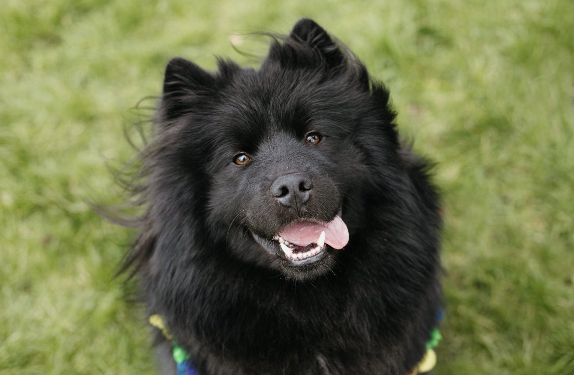 So many pupdates to tell you! We’re rebranding from Perfect Pawtions to Bow and Bear Cornwall. We felt it was about time the dogs take the lead, 🐕 literally!

We are beyond EXCITED to launch our range of home made fresh fresh food in 2022 and a sparkly new website and logo too!