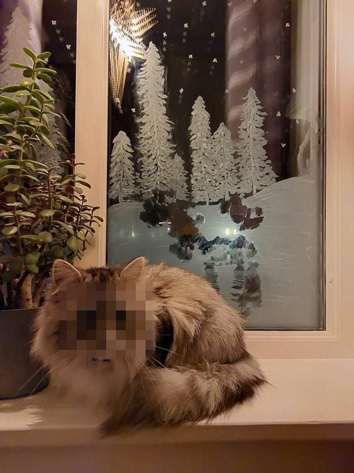 Så det är en grej att måla på fönster med filmjölk nu? Häftigt, men kanske svårt om man har katt.

(Katten anonymiserades så ingen ska känna sig utpekad.)