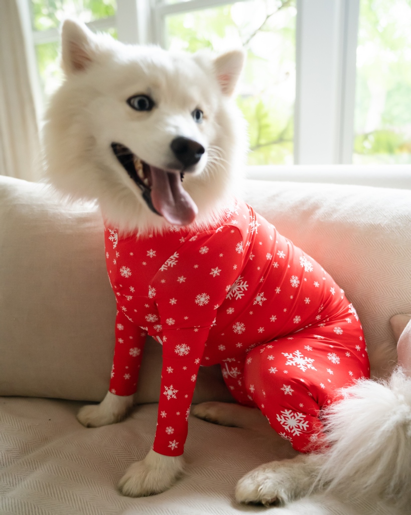 samoyed clothes