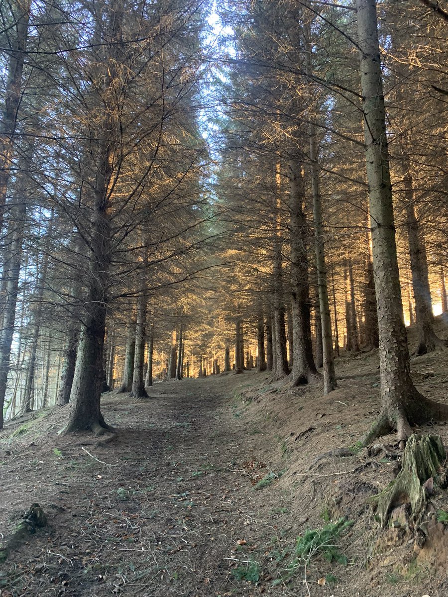 colin_bancroft's tweet image. The light in the woods today was almost like someone had left the door to summer ajar