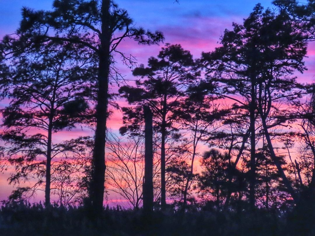 VisitCamdenNC's tweet photo. Winter sunsets have set in and their color palettes are incredible ~๐๐
๐ธ: Donna Smith Rose
#VisitCamdenNC #explosionofcolor #sunset #sunsetlovers #sunseekers #adventure #photography https://t.co/AzYASHakVy