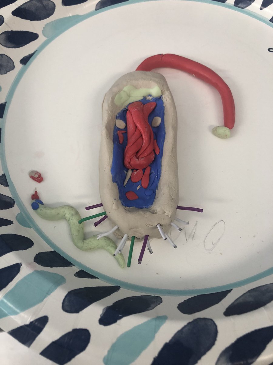 yeseniaduarte42's tweet photo. Had the amazing opportunity to visit @BostoniaHigh today.  It was awesome… 3D models, highlighting strengths, advisors facilitating engaging conversations 🥰🥰🥰@CajonValleyUSD @BosLangAcademy https://t.co/LGFh1ZKr9z
