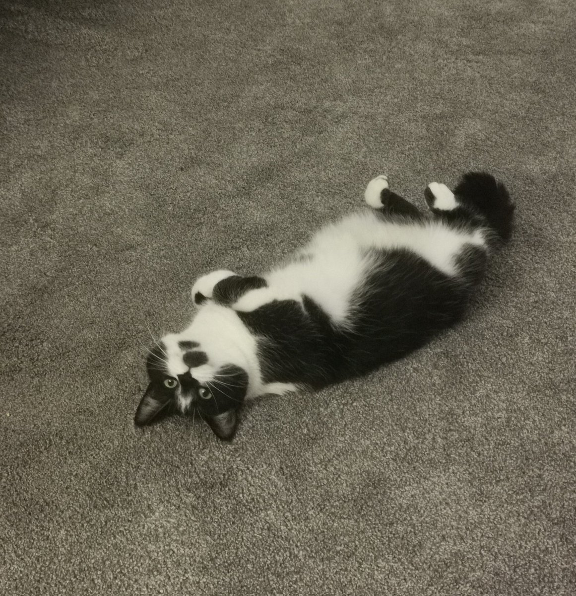 notcapuletblog's tweet photo. Tart
#OreoCat https://t.co/2DWuQBL2Ov