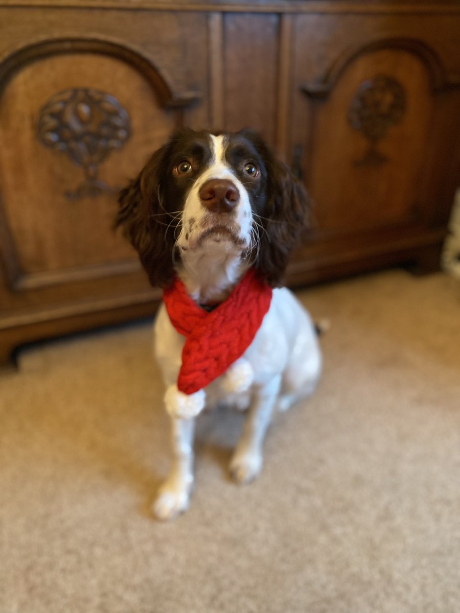 KidnerLisa's tweet image. My handsome boy! 🎄