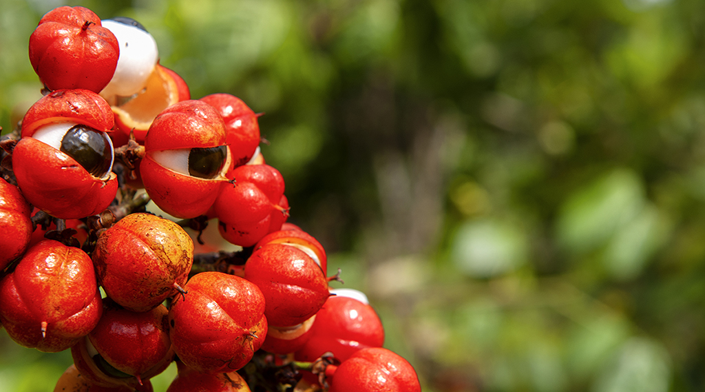 Guarana is a South American plant that is increasingly being studied for its effects on human #health. A report in #IFTJournals organized all available data about the plant to provide a framework for future studies. Read the full report here: hubs.la/Q010DZjL0