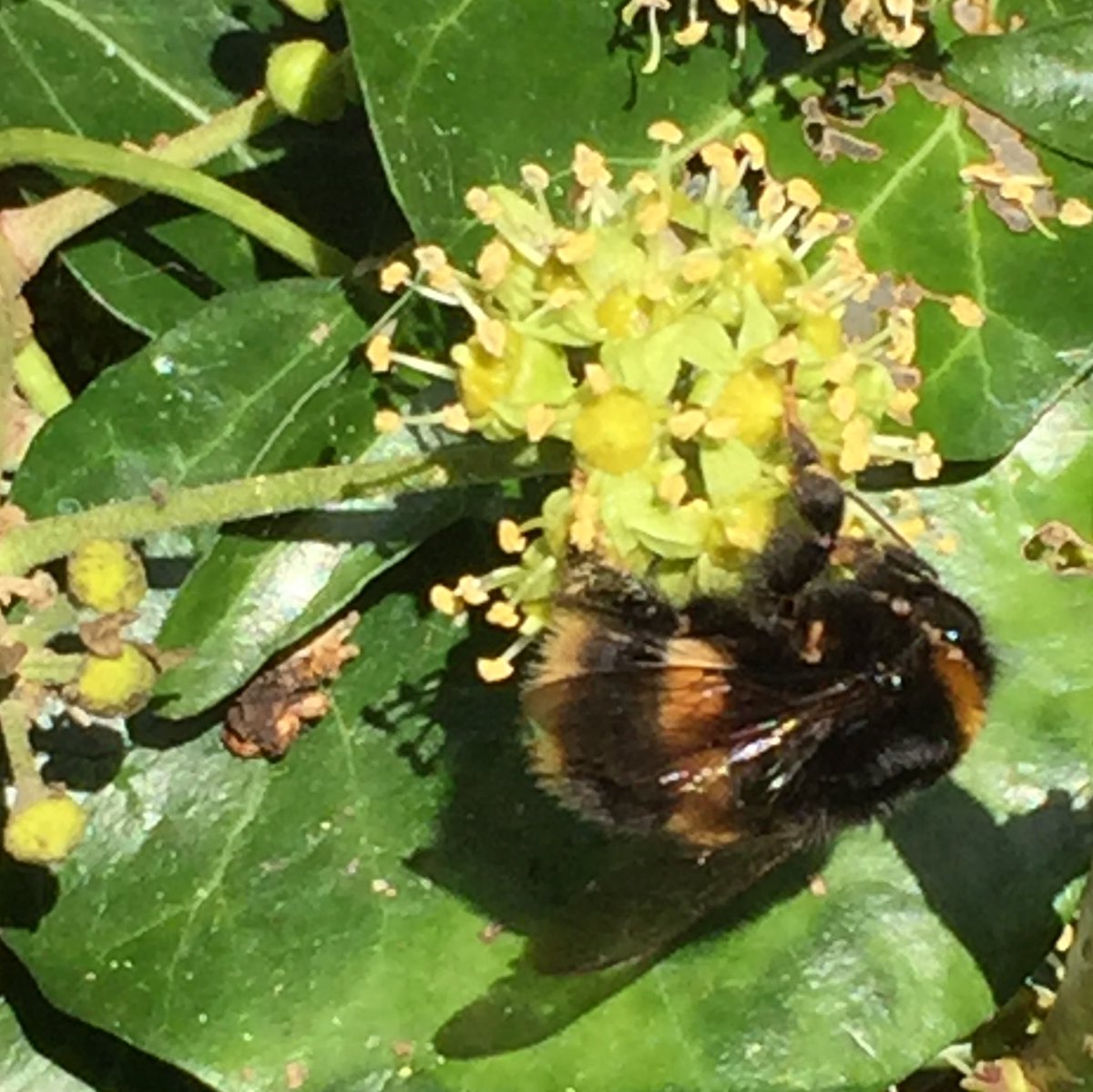 LymWild's tweet photo. Bees &amp; hoverfly on the ivy on our #Wilder allotment. Still active a week ago. #Bumblebee taken 4 weeks ago. This hedge of ivy &amp; honeysuckle provides food &amp; shelter for dozens of starlings &amp; sparrows #GardenersWorld https://t.co/bnnTOzmDaV