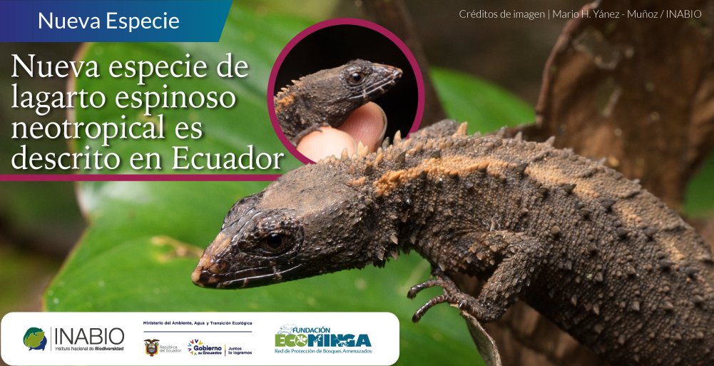 🦎#NuevaEspecie | Echinosaura fischerorum, es la nueva especie de saurio descrita en los bosques húmedo piemontanos de las provincias de Imbabura y Carchi, en la vertiente occidental de los Andes, por  investigadores de #Ecominga e #INABIO. Más detalles 👉 inabio.biodiversidad.gob.ec/2021/12/10/nue…