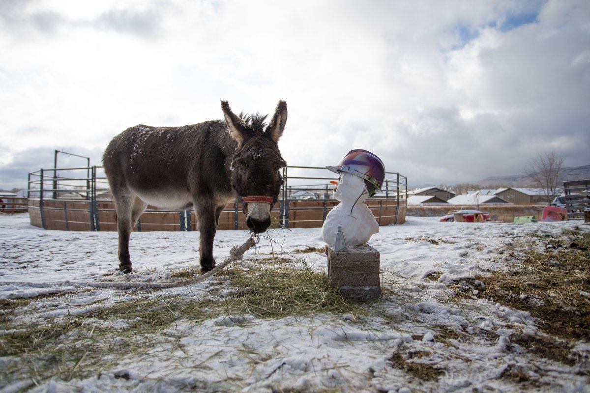 coschoolofmines's tweet photo. Don't worry! I checked on Blaster and he's happy as ever! (Maybe don't tell him that's a carrot nose!) ❄️ https://t.co/uVh10jZYEi