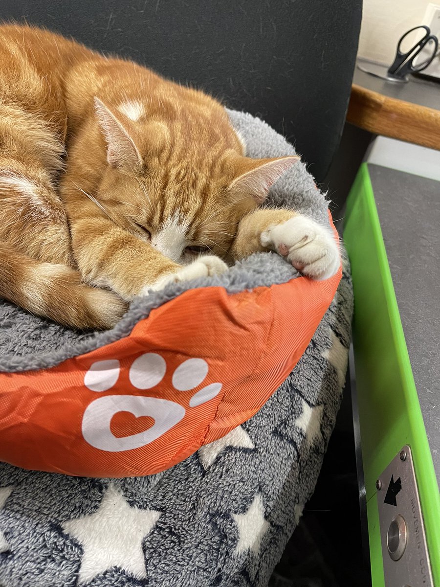 TheStourbridge's tweet photo. Night night sweet dreamies 

Some days are more difficult than others. 
If today is one of them, remind yourself to just breathe. 
You can pick up your fight again tomorrow. 

#CatsOfTwitter #cats https://t.co/BaSqtGdhFH