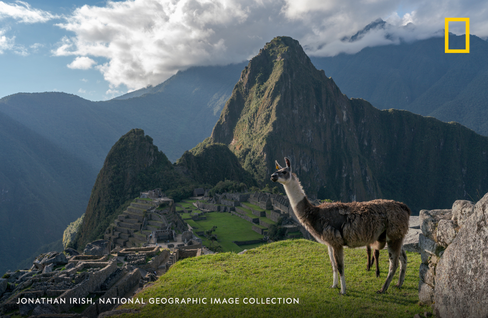 RT @NatGeo: A llama, Lama glama, stands near the Incan ruins of Machu Picchu in Peru https://t.co/bs9j3pKOHl