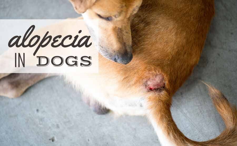 Canine Journal tweet media