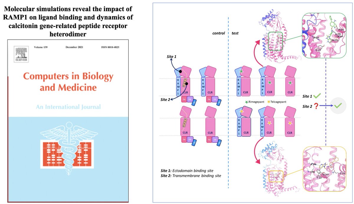 serdar_durdagi's tweet image. Migren tedavisinde önemli bir hedef protein olan CGRP&apos;nin ilaç etkileşim mekanizmasının aydınlatılmasına yönelik gerçekleştirdiğimiz çalışma alanın önemli (Q1) dergilerinden Computers in Biology and Medicine&apos;dan kabul aldı. #drug_design #cadd #migraine @DurdagiLab  @TIPBAU