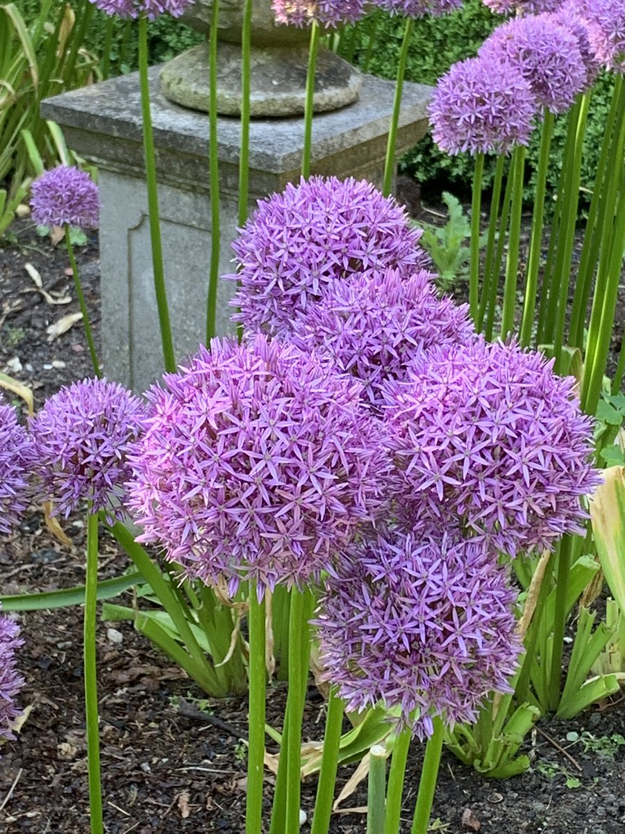 clshortis's tweet photo. @GWmag Oooh hello did someone mention #Alliums #GardenersWorld https://t.co/4RwgFVaP45