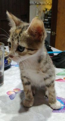 GhatoVerde's tweet photo. Sofía y Leonor son 2 pequeñas de 3 mesecitos que buscan hogares 🏡
Si quieres conocer a nuestros 🐈🐈‍⬛ pincha y enamórate 😻

➡️https://t.co/STTr6kdhyD

Contacta y #AdoptaNoCompres
Mar 662579445
#CatsOfTwitter #cats https://t.co/ztr8o20CFo