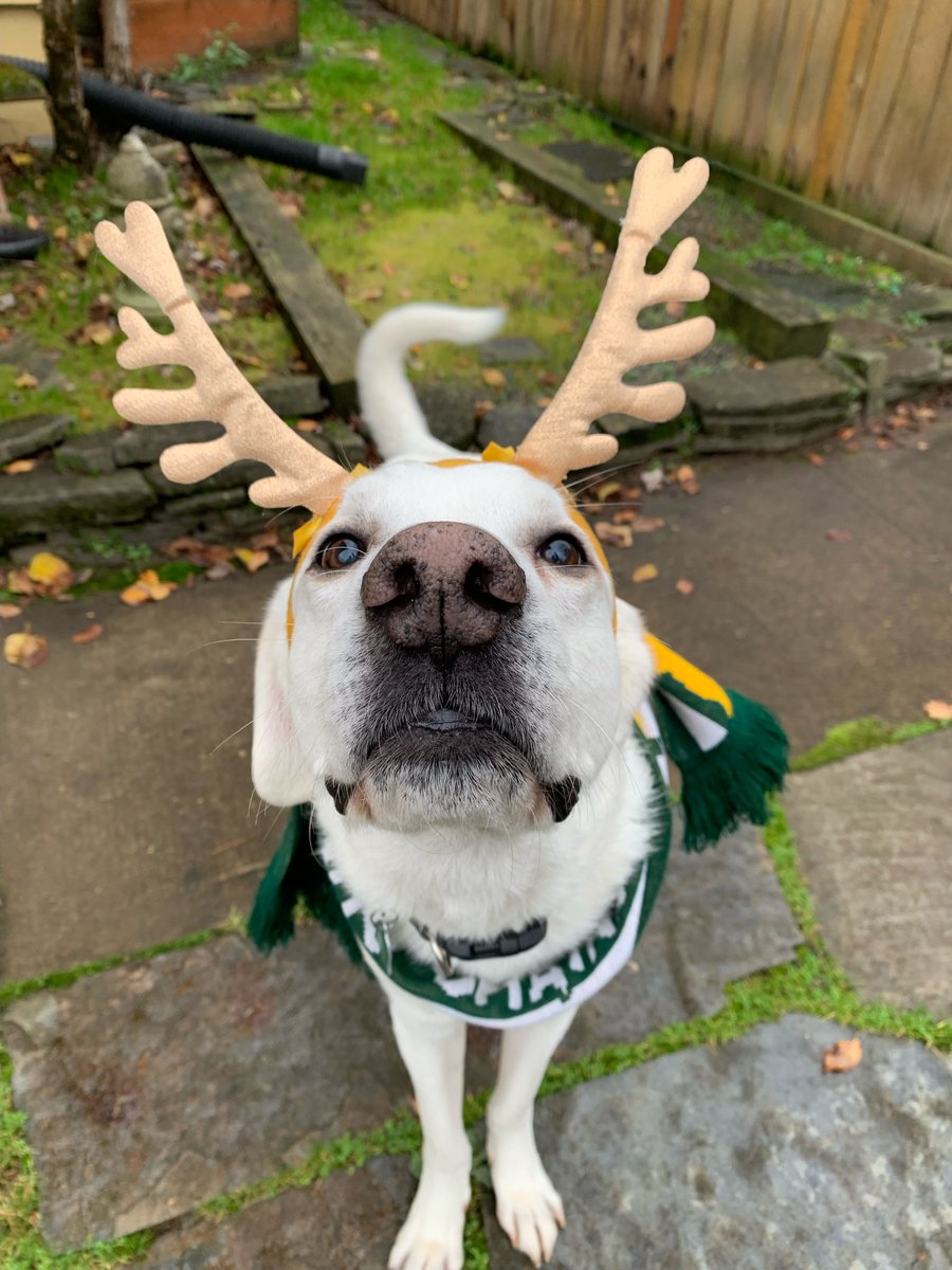 garrett_kelly's tweet photo. Look at this weird reindeer wearing a @LoneStarBrigade scarf. Good omen for the game tomorrow? #RCTID https://t.co/Q3JY7oEzqr