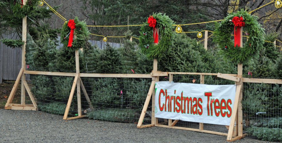 CSaanichFire's tweet image. Do you have a live tree? Do not forget to keep your tree away from all sources of heat, water daily so it doesn't dry out &amp;amp; keep your tree away from exits. #CSaan #FireSafety #FirePrevention #HolidayFireSafety