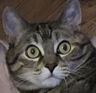 vote for me so judy can have a toy to play with 🐱