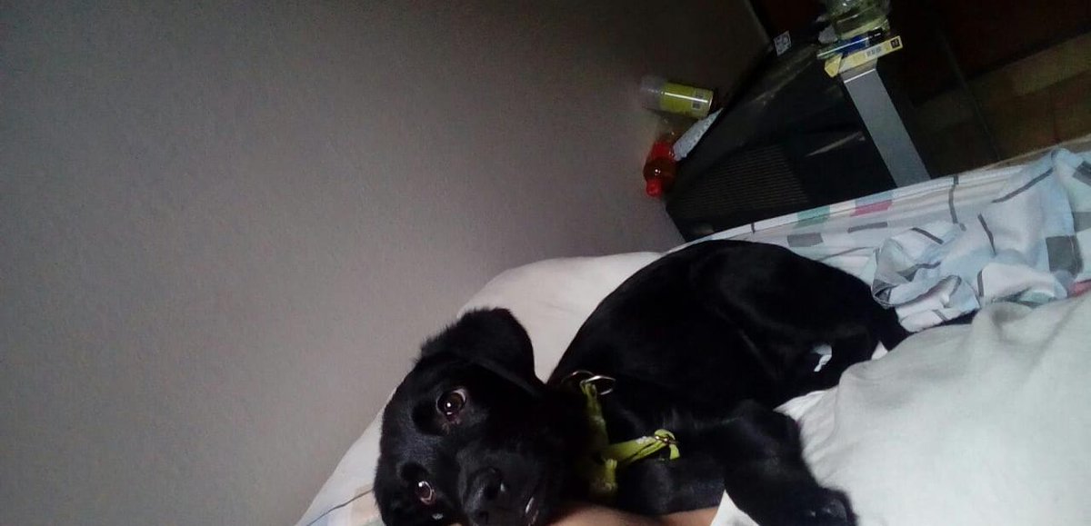 🐶 DAKOTA EN ADOPCIÓN 🐶 
🐾 4 meses
🐾 tamaño chico
🐾 muy sociable y juguetona
🐾 acostumbrada a dpto
🐾 se lleva bien con otros animales y ama a la gente
Si Querés que sea tu amigo, escribinos 🥰 3584497367/2336492447
<a href="/VivireNuevaCba/">VivirenNuevaCórdoba®</a> <a href="/yo_nva/">YoVendoNvaCba</a> @en_guemes <a href="/adopcionescba/">Adopciones Córdoba</a>
