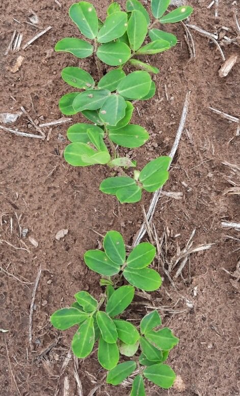 MagnanoMarcos's tweet photo. Para el control de amaranthus y otras hojas anchas no se discute el uso de PPO’s en maní, pero las dosis usadas, el momento de aplicación, tipo de suelo, tipo y cantidad de rastrojo y principalmente momento de la primer lluvia pueden terminar con un efecto no deseado en el maní https://t.co/YfS6ZVIdm7