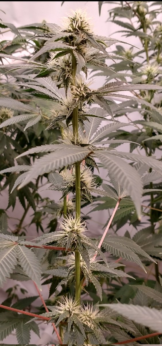 operator55_11's tweet photo. Fill in Friday in the Operator Garden ๐ All plants are stretched so it's plump up time. Feeding might sound like the most logical input but adjusting Vapour-pressure deficit and light schedule will help set the flower sights. Let's go!๐ค๐MHO #GroYourOwn
Spider Farmer SF4000 https://t.co/SokIxl68l4