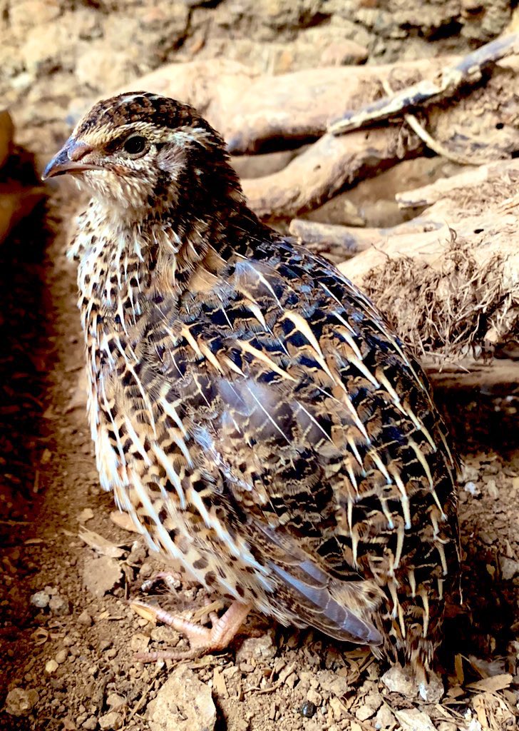 Doing another #NFTGiveaway at 100 followers. Retweet and follow to help us grow our NFT farming community.   The winner of our next airdrop giveaway will have the important responsibility of naming our alpha Quail and will receive the NFT. #NFT #NFTs #nftphotography #photography