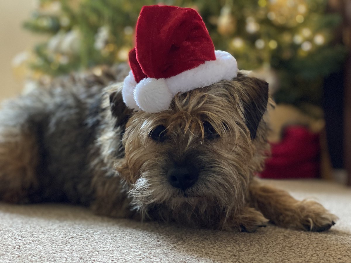 LimeOscar's tweet image. Don’t forget if you missed any of #BTXmas, you can see it again on #BTCatchupTV from tomorrow pals #TechBT 🤗🐾
@ThomasATerrier @claptonterrier