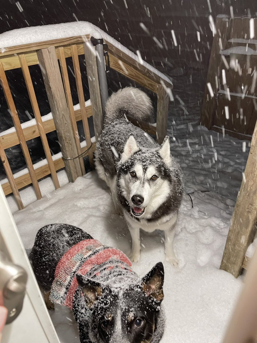 We’re having a snowstorm and I tried to get my dogs to come in and warm up, but they looked at me like LOL yeah right mom and then went back to playing in the snow 🤦🏻‍♀️😂❄️