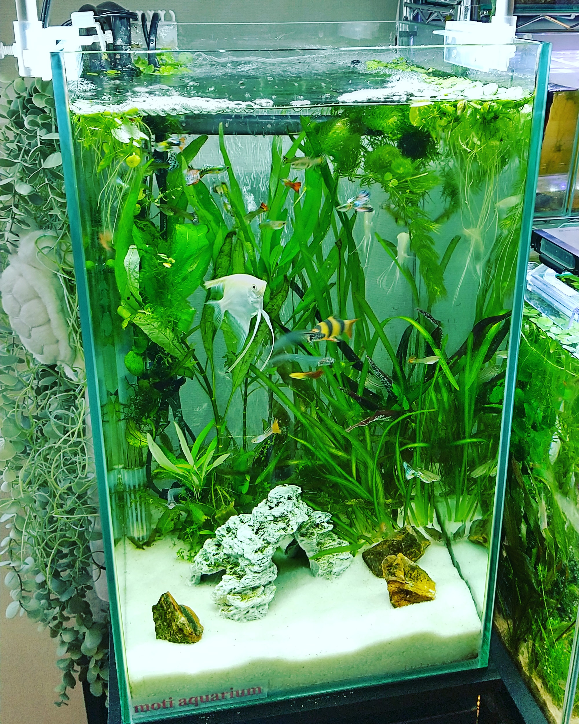 Moti Aquarium レグラス水槽のお掃除 水換え完了 砂も掃除しました 次は 熱帯魚水槽 Moti Aquarium アクアリウム Aquarium アクアリスト 熱帯魚 水槽のある暮らし アクアリウムのある