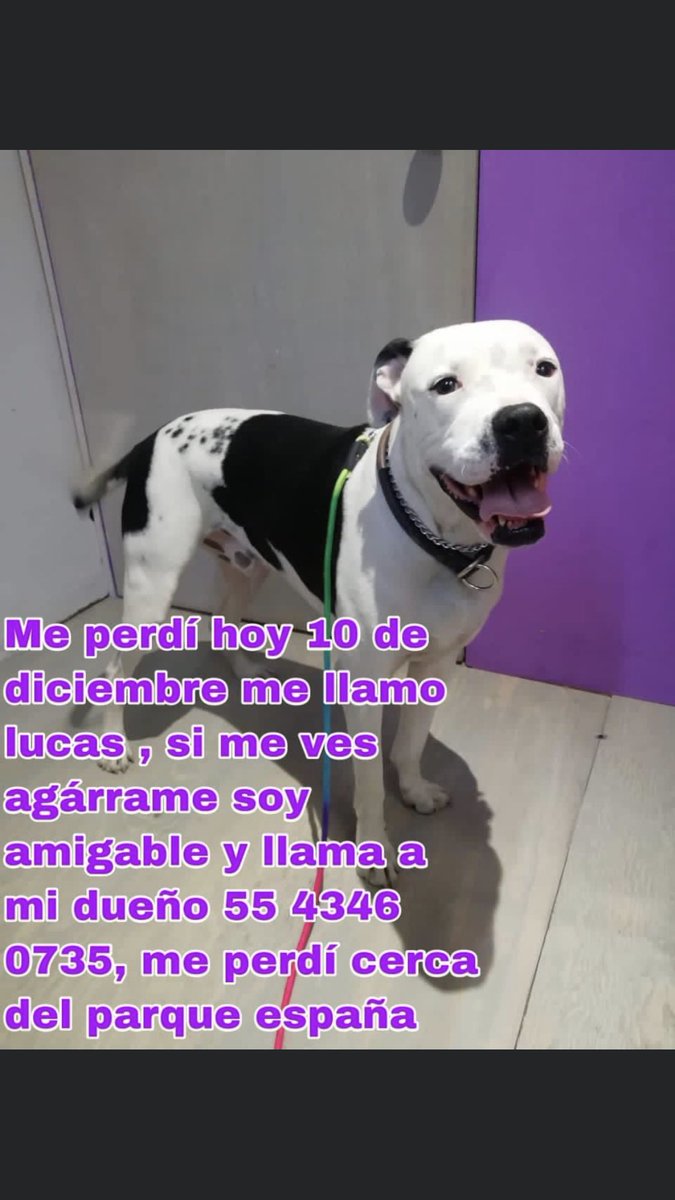 OvarioDeEva's tweet photo. Ayúdame a ayudar, Lucas se perdió, es un perro muy amigable y seguro se dejará agarrar, comparte hasta encontrarlo por favor. https://t.co/jAhm8FqSvQ