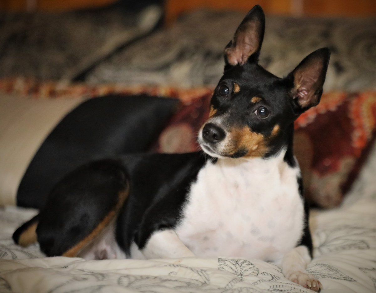 KimberlySeegmi1's tweet photo. Seegmillers Make It Look Hot, Hottie!! She looks pretty comfy on my bed.
#ratsofinsta 
#ratterrier 
#heritagebreeds
#SeegmillerRats 
#Farmers https://t.co/zO0inVkyYM