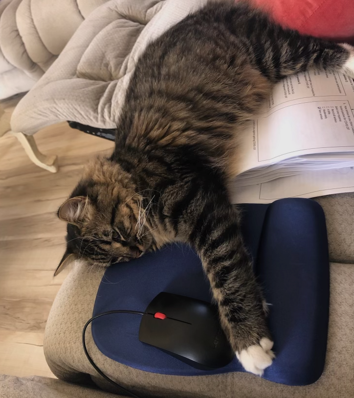 HARCdata's tweet photo. We are joining #FurryFriendsFriday🐱🐶

Here is a picture of our hardworking furry friend, Mickey. He's 8 months old and here he is helping our Development Manager, Samantha Tweddell, with survey tracking.

Seems like he needs a break, what do you think? https://t.co/Xk8Gg6iKUB