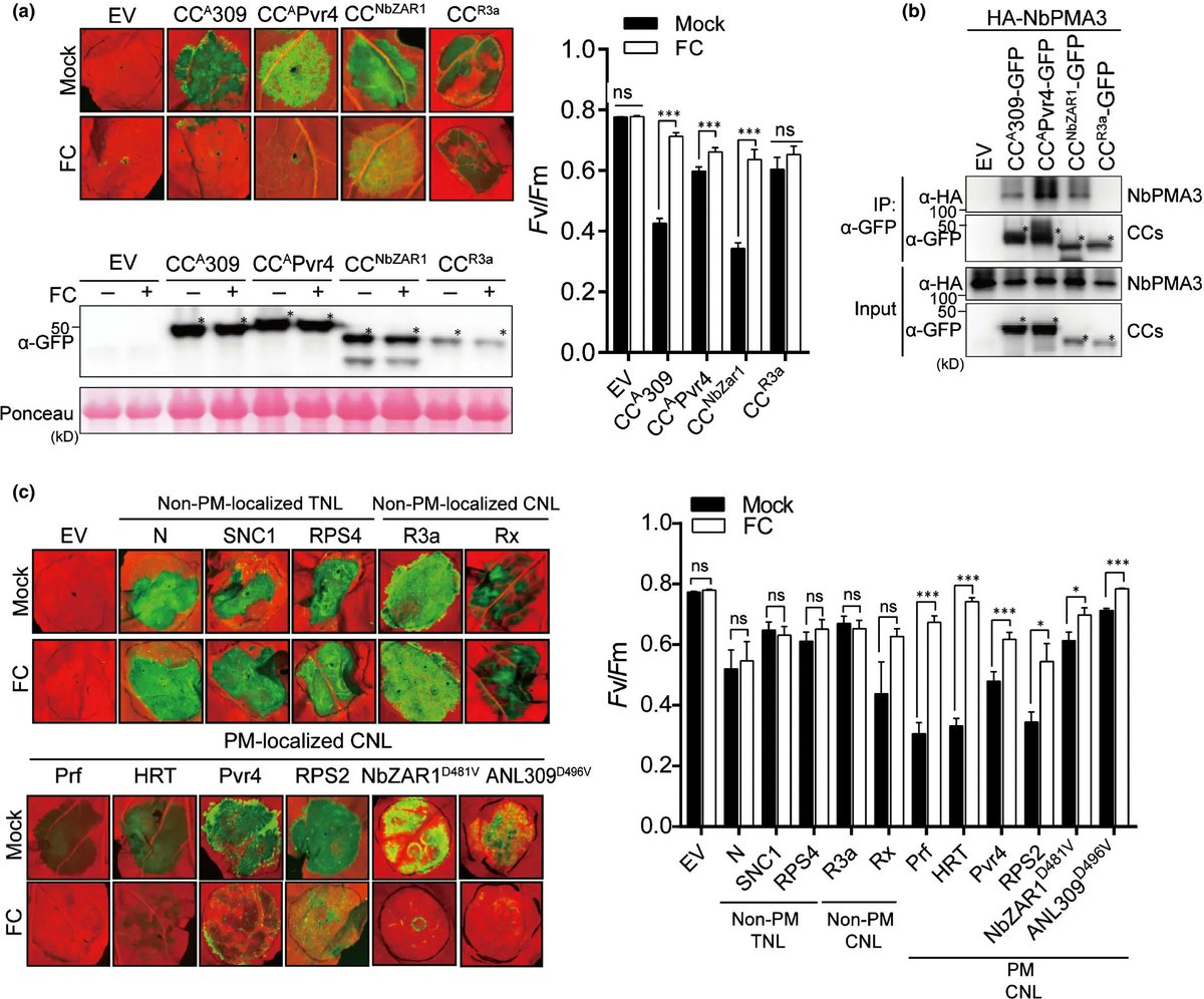 sci_plant's tweet photo. Plasma membrane-localized plant immune receptor targets H+-ATPase for membrane depolarization to regulate cell death

https://t.co/udKLyWpgTR
#plantsci ♻️ https://t.co/TQp4nHunUx