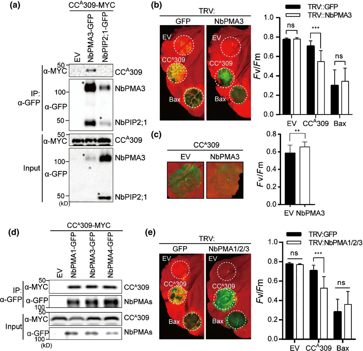sci_plant's tweet photo. Plasma membrane-localized plant immune receptor targets H+-ATPase for membrane depolarization to regulate cell death

https://t.co/udKLyWpgTR
#plantsci ♻️ https://t.co/TQp4nHunUx